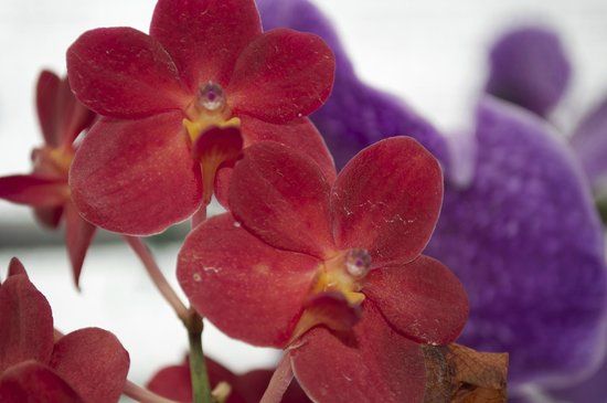 Doi Saket Orchid Farm